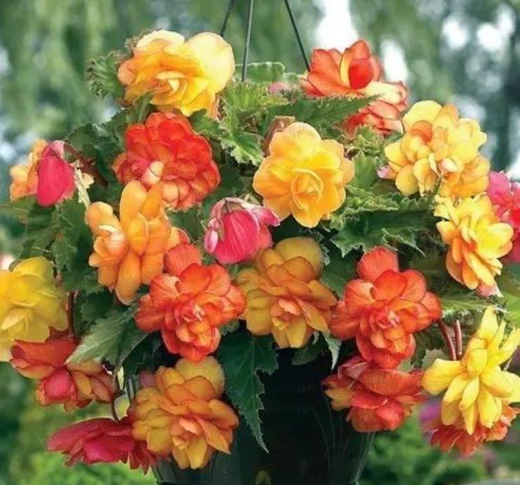 4种“漂亮花”,花色艳、花量大,不用费心,就能长的特别好