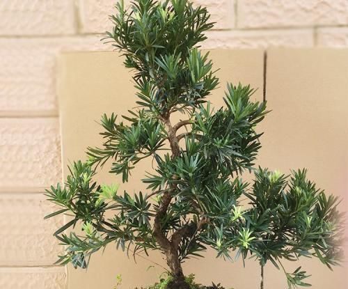 阳台再小，也要养3种花，小盆就能养，盆小水少长得快！