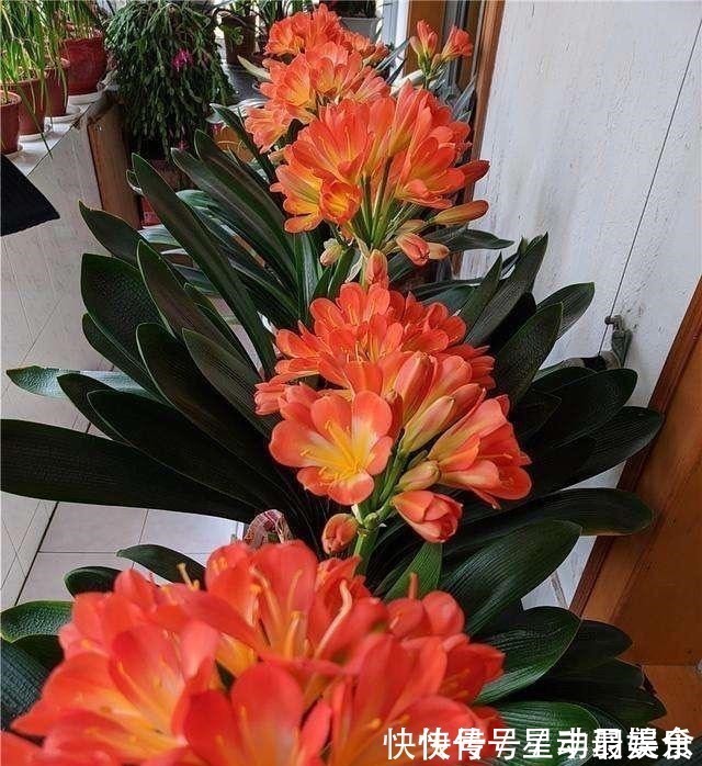 叶土|君子兰盆里放2样东西,啥肥不用给,照样花苞多、叶满盆