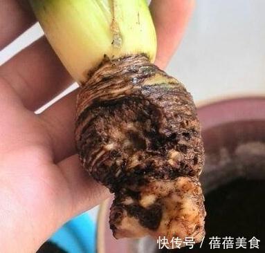 做好这几件事，新手也能养出株型端庄叶片苍翠挺拔的君子兰