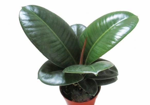 养花试试这几款,花朵优雅非常适合中老年人