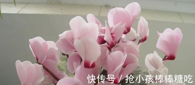 3种花冬天养,忍住“30天”不浇水,反而越养越旺,“窜”满盆!