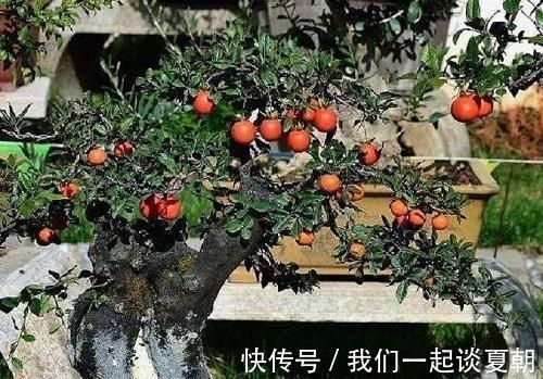 弹子|李大爷喜欢上山找树桩,样子奇形怪状也能变身,最后变成大气盆景