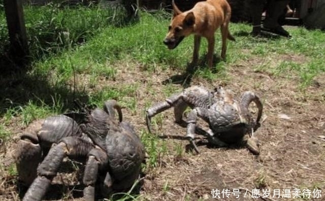 椰子蟹|聪明的螃蟹特别爱吃椰子肉, 我国网友说一口锅放不下