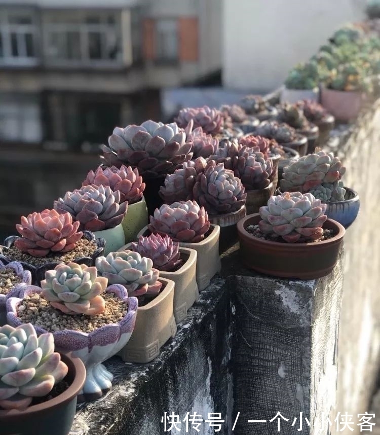 多肉盆栽:强迫症养多肉,必须整整齐齐,一颗也不能乱