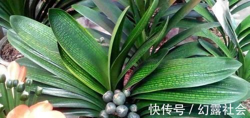 王大爷养君子兰经验真足!花肥就用此2种,根壮花旺长势好!