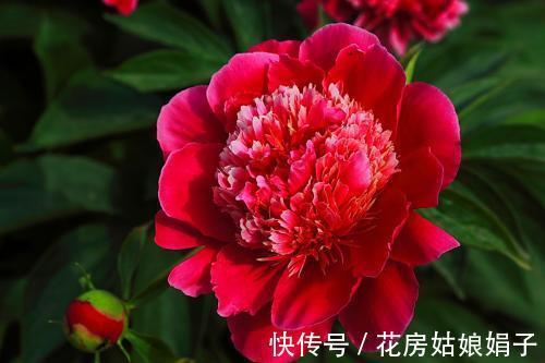 都知道牡丹是“花王”,却不一定知道谁是“花相”?值得了解一下