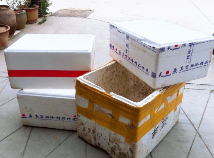 泡沫箱别丢!掰一块扦插养花,省钱实用,用途极广