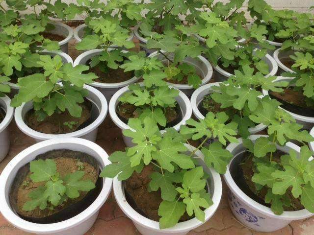 想要扦插无花果，此“4个技巧”让成活率翻倍，花友们都知道吗