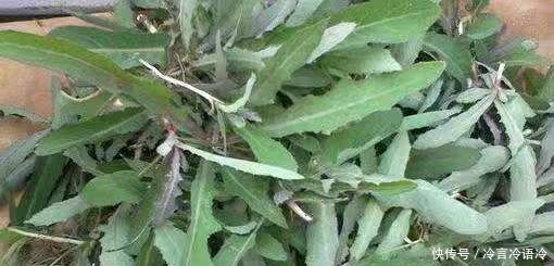 曲曲菜|这种野草皇帝都吃过,若见到不要再当普通杂草,它的作用可大了!