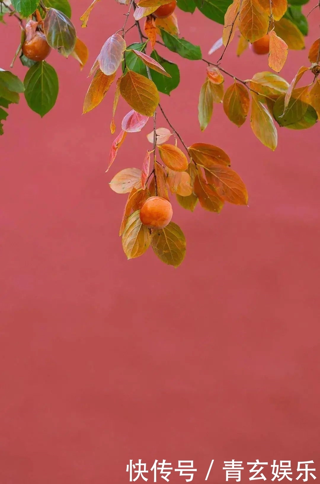 黄杏|故宫的红墙黄杏,除了汉服外,国风Lolita中西结合独一无二的美