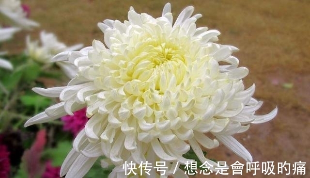 光照|秋季养菊别大意,3点事项需谨记,想要菊花开花造型美,值得一看