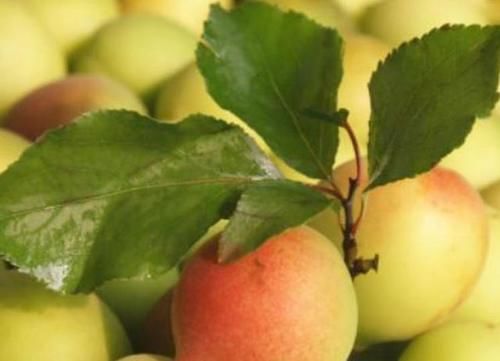 养颜|人体想年轻，坚持吃的食物，美白肤色，养颜美容，吃了气色好