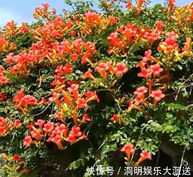 漂亮|漂亮的“凌霄花”,掐一段小枝条,埋土里就活,太好养了!