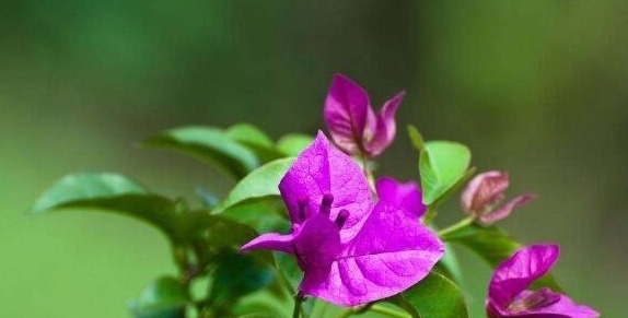 三角梅只长叶子不开花老花友教你一招,一次能开大半年