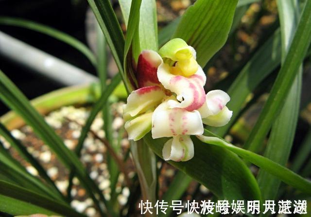 兰花|兰花被我养得面黄肌瘦黄叶掉叶怎么办3点措施还可以拯救一下