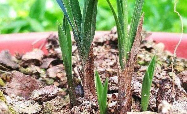 安徽大叔养兰花，只是在盆里加点“它”，芽多、花多，株型好！