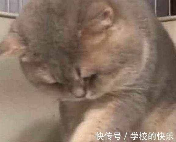 |大肥猫为了不剪指甲太搞笑，努力把自己缩成一只兔子，求主人放过