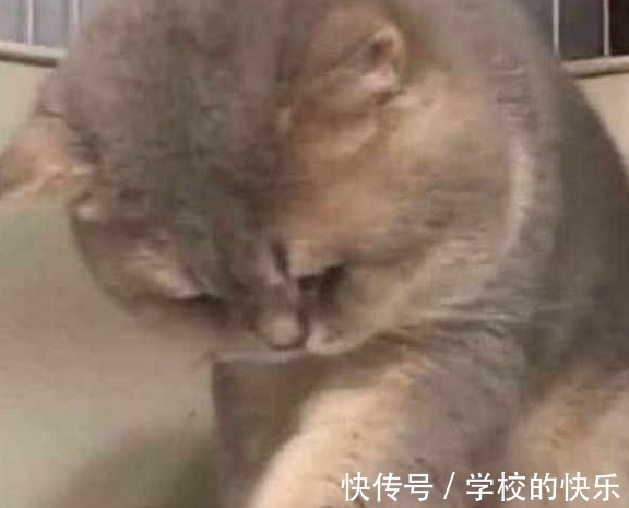 |大肥猫为了不剪指甲太搞笑,努力把自己缩成一只兔子,求主人放过