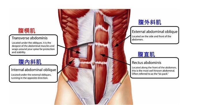 体脂率|其实每个人都有腹肌，五个动作无需器械，吓跑盖在腹肌上面的脂肪