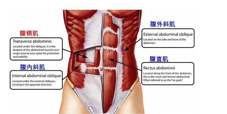 体脂率|其实每个人都有腹肌,五个动作无需器械,吓跑盖在腹肌上面的脂肪