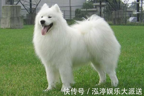 人际关系|再过7天,生肖狗记得留条“后路”给自己,家里有属狗的速看!