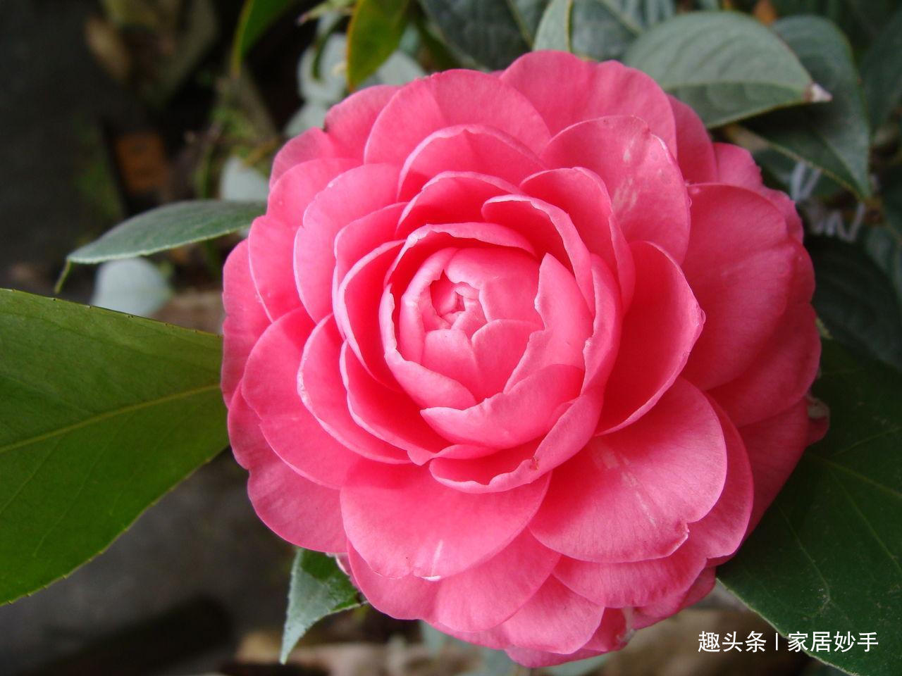 新买的茶花，用这“4种”方法养护，存活率高，长得越来越“旺”