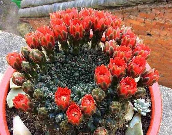 卷柏|8种“养不死”的花,绿萝只能排“末尾”,再养不好就别养花了