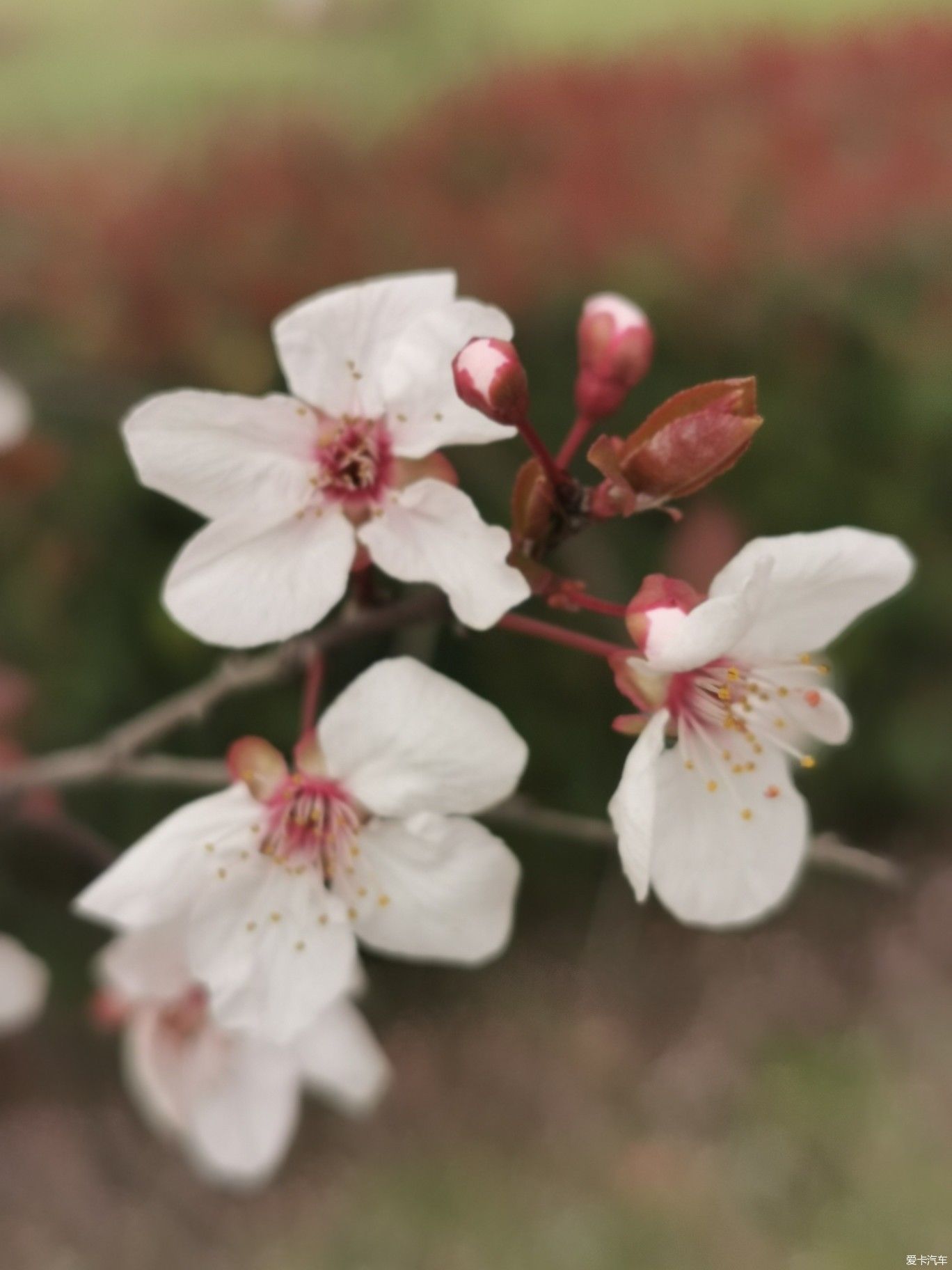 紫李花盛开期