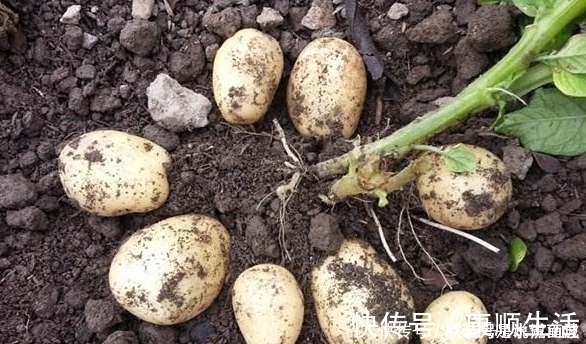 胆固醇|糖尿病患者谨记,除了少吃糖,有3种食物也要少碰,以防血糖过高