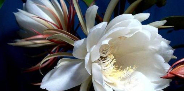 5个不外传的养花绝招,学会后,就足够了