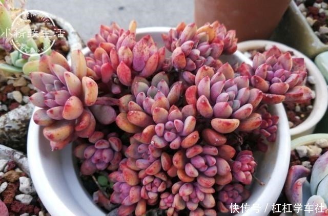 施肥|养多肉要会控水,注意6点,1个小技巧,肉肉不用施肥也很胖!