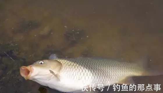春钓鲤鱼难上钩,老钓友告诉你原因所在,钓友:大鲤鱼上个不停