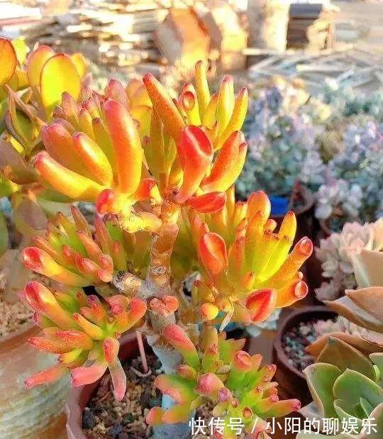 玉树能吸财,叶子长成存钱筒,太阳一晒红彤彤