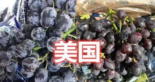 黑色|水果也能“炫富”？日本白色草莓，迪拜黑色西瓜，看到中国：想吃！