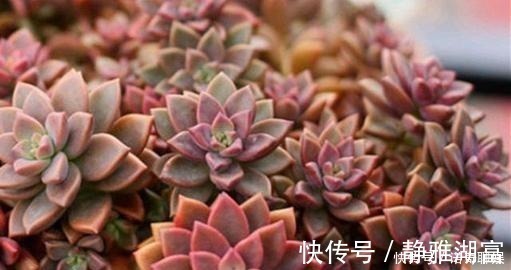 白菊|多肉达人给你推荐几款多肉,便宜好养容易出状态,适合新手!