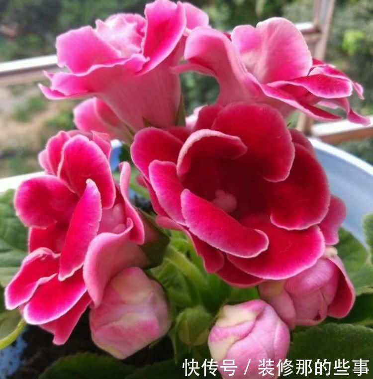 4种花漂亮又好养,比牡丹好看,开花一串串,阳台变成瀑布花海!