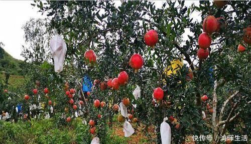 大果型黑籽甜石榴有什么特点大果型黑籽甜石榴适宜在哪里种植