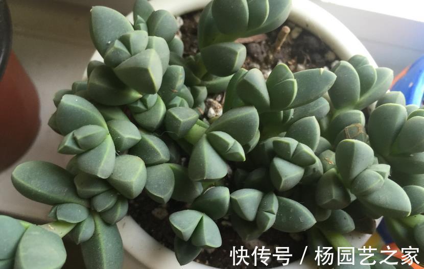 鹿角海棠|普货多肉不普通,选这3样盆栽成老桩,比贵货还受人欢迎