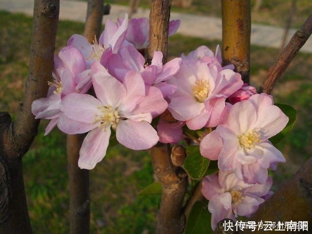 阳春三月，带你看花