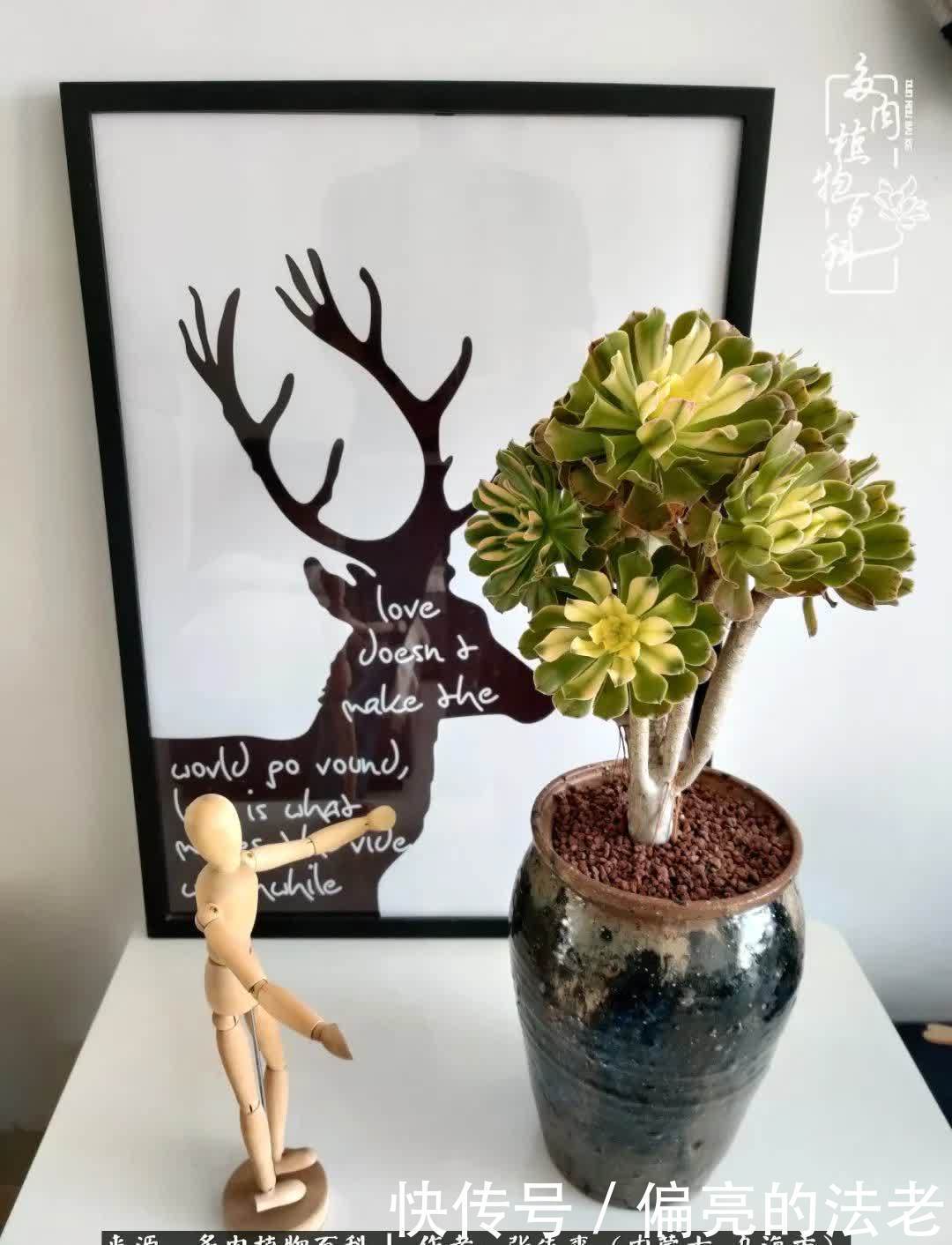 吸取教训,不断探索,英语老师的多肉碎碎念!