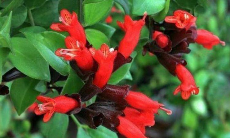 养花就养4种花,家里养一盆,花大色艳很漂亮,谁养谁爱