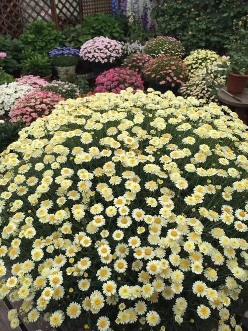 松针土|如果你有5个“坏习惯”,恭喜你,是养花高手!