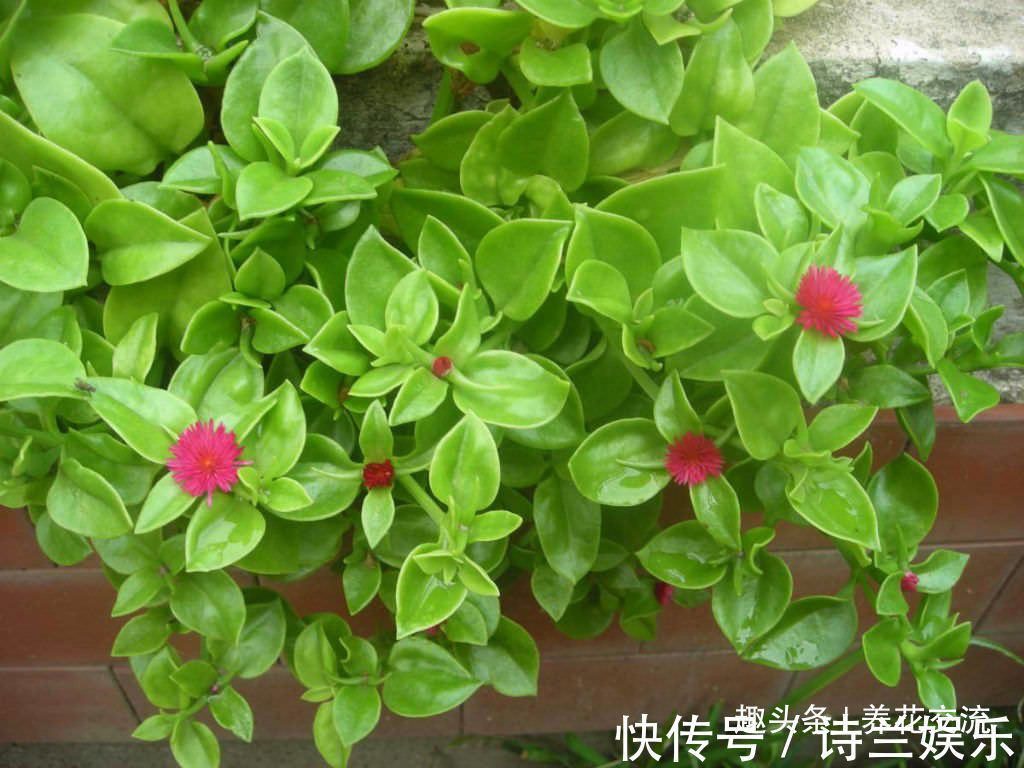 叶子娇嫩诱人的牡丹吊兰,以前被当野菜炒,转身变家里宝贝的盆栽