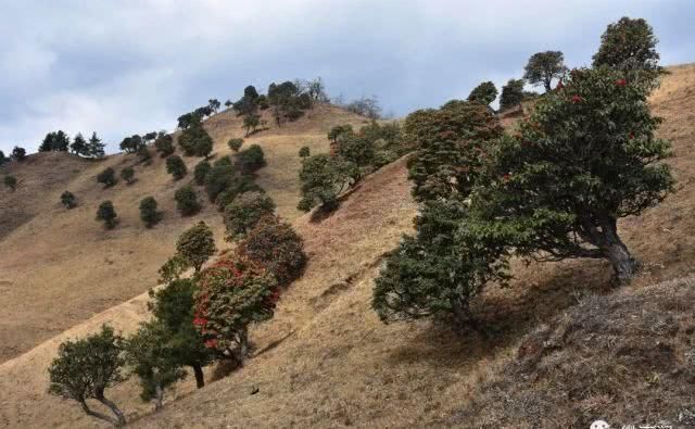 高山草甸诗画里，康养福地花事浓，周末快来看马樱花