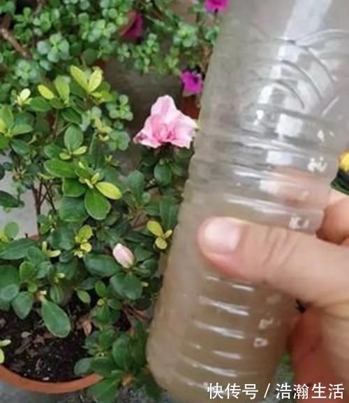 修剪|养花一定要戒掉的坏习惯，不然家里全是空花盆，啥花也养不好