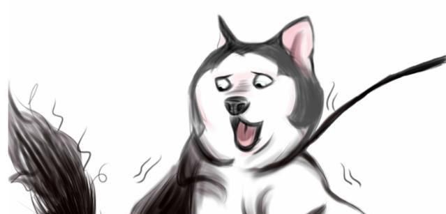 哈士奇!美术生画哈士奇,最后一个画出灵魂,全班同学发出猪一般的笑声!