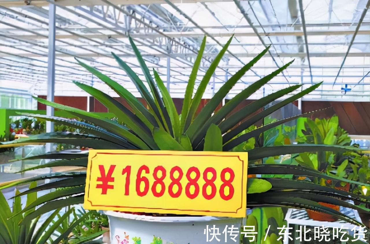 人养花,花亦养人,能促进“睡眠”的9种花,卧室再小也要养