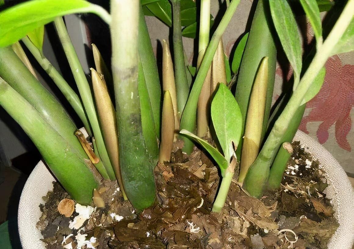 金钱树黄叶干瘪瘪?怎么办?3个表现,一一解决,满盆大新芽