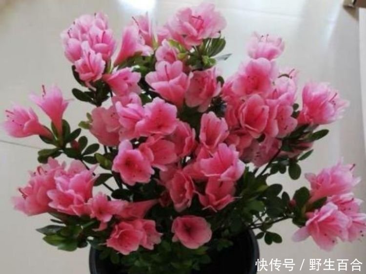 月季|养花就养几种花，家里养一盆，颜值高，开花多，随便一养成花海！